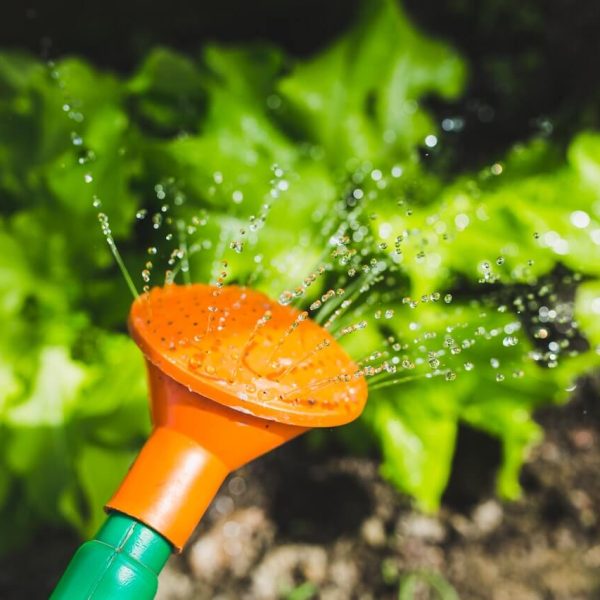 watering plants with a watering can.jpg